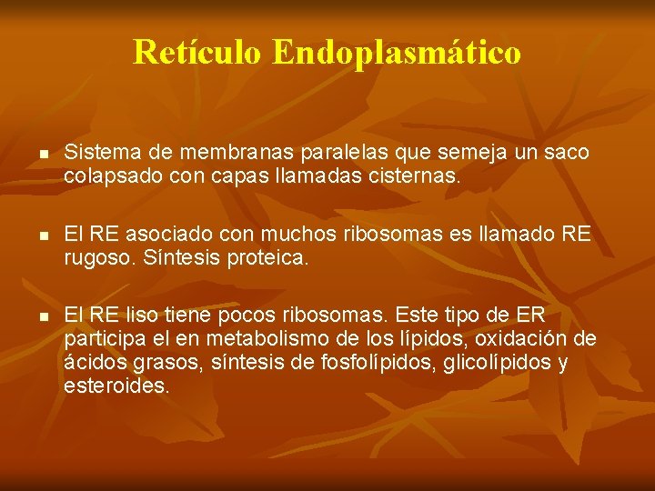 Retículo Endoplasmático n n n Sistema de membranas paralelas que semeja un saco colapsado