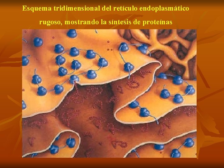 Esquema tridimensional del retículo endoplasmático rugoso, mostrando la síntesis de proteínas 