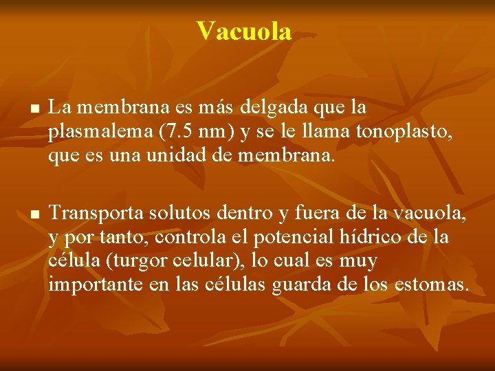 Vacuola n n La membrana es más delgada que la plasmalema (7. 5 nm)