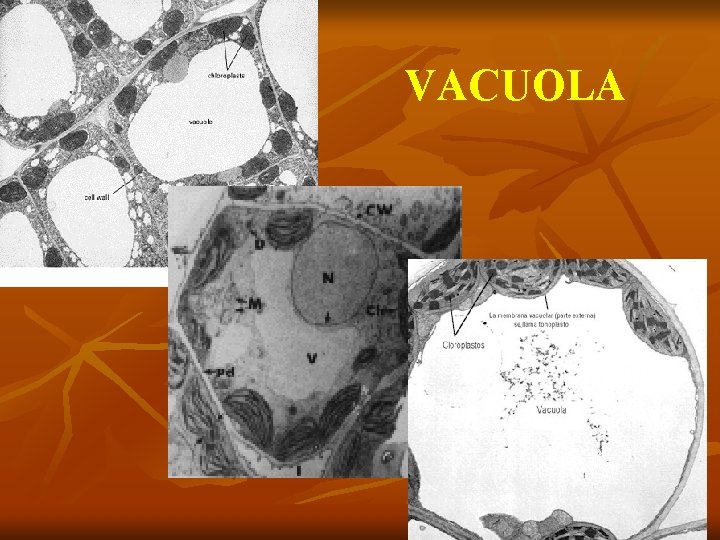 VACUOLA 