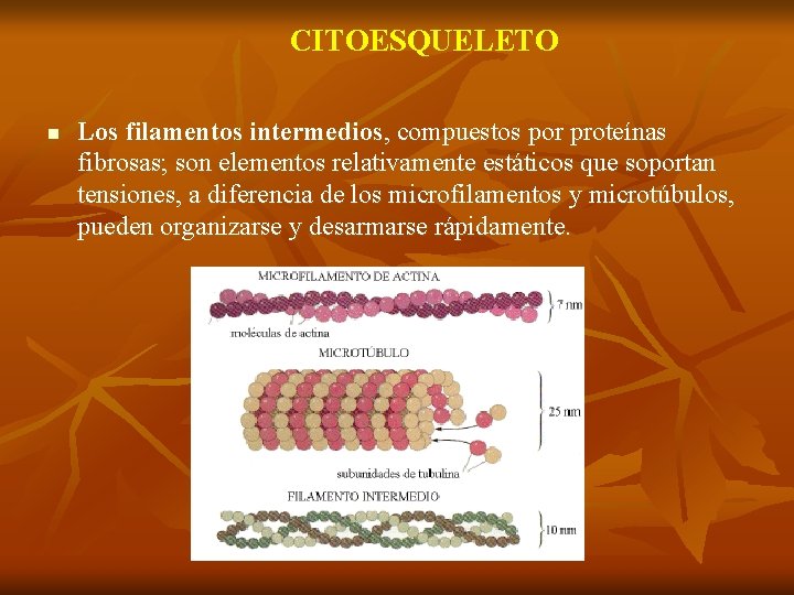 CITOESQUELETO n Los filamentos intermedios, compuestos por proteínas fibrosas; son elementos relativamente estáticos que