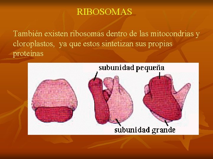 RIBOSOMAS También existen ribosomas dentro de las mitocondrias y cloroplastos, ya que estos sintetizan