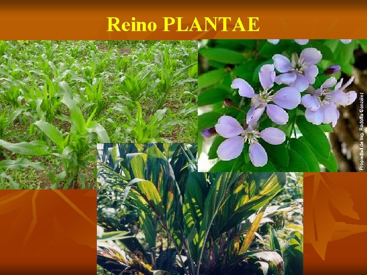 Reino PLANTAE 