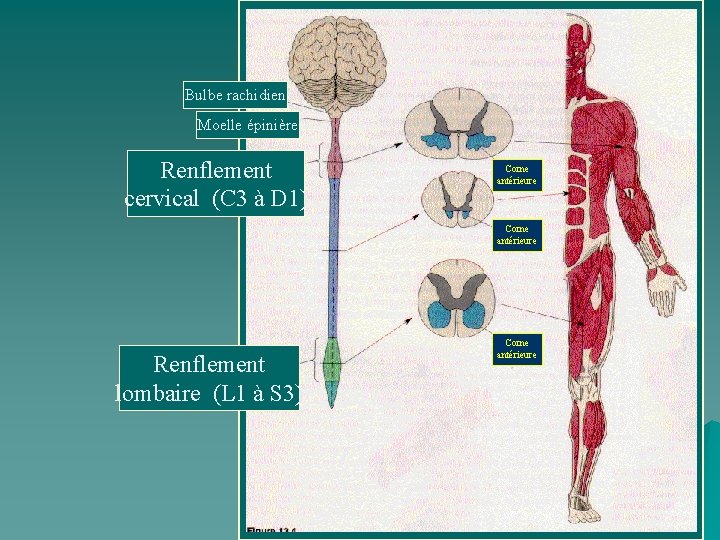 Bulbe rachidien Moelle épinière Renflement cervical (C 3 à D 1) Corne antérieure Renflement