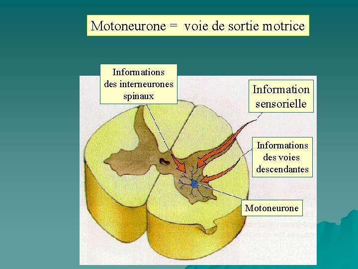 Motoneurone = voie de sortie motrice Informations des interneurones spinaux Information sensorielle Informations des