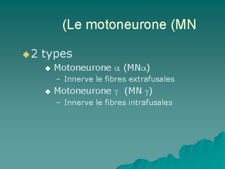 (Le motoneurone (MN u 2 types u Motoneurone (MN ) – Innerve le fibres