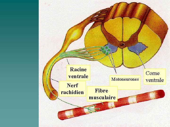 Racine ventrale Nerf rachidien Motoneurones Fibre musculaire Corne ventrale 