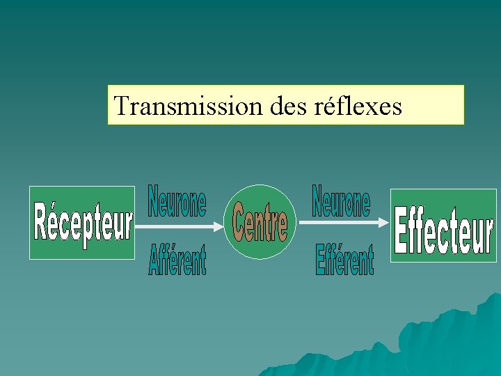 Transmission des réflexes 