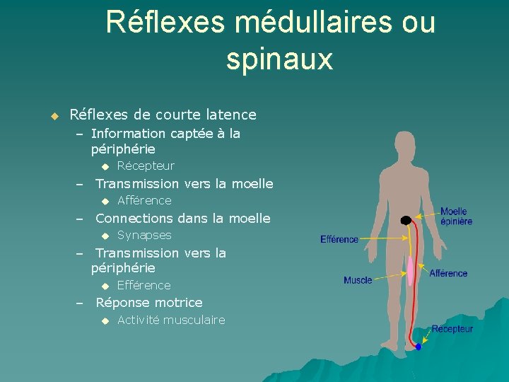 Réflexes médullaires ou spinaux u Réflexes de courte latence – Information captée à la