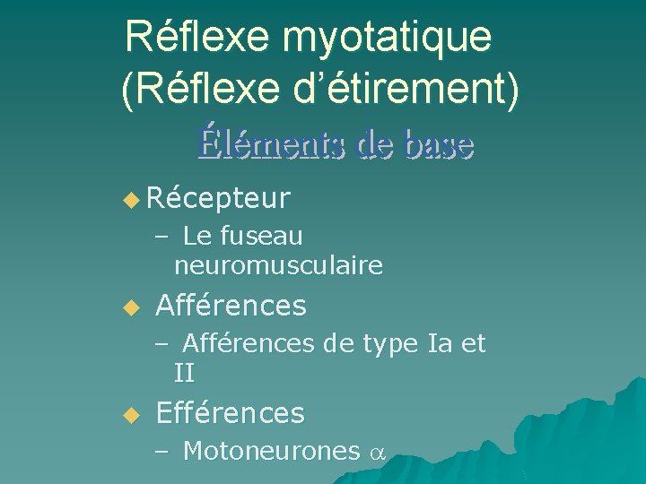 Réflexe myotatique (Réflexe d’étirement) u Récepteur – Le fuseau neuromusculaire u Afférences – Afférences