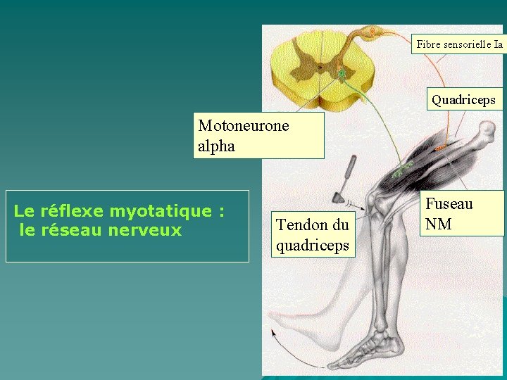 Fibre sensorielle Ia Quadriceps Motoneurone alpha Le réflexe myotatique : le réseau nerveux Tendon