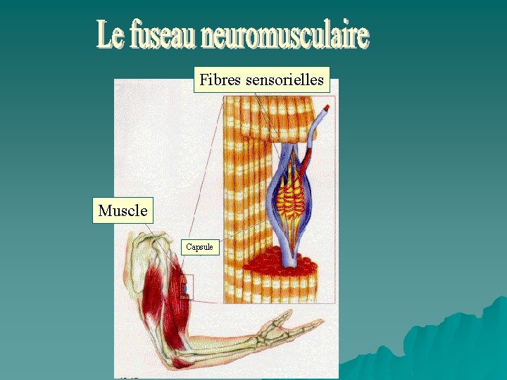 Fibres sensorielles Muscle Capsule 
