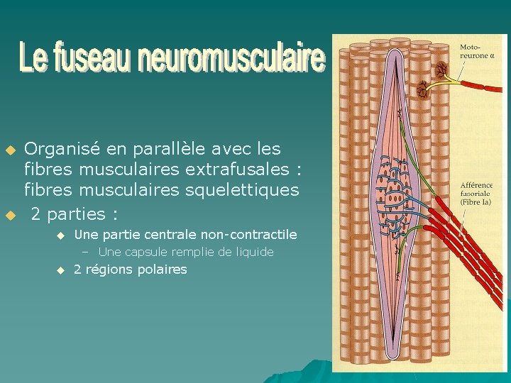 u u Organisé en parallèle avec les fibres musculaires extrafusales : fibres musculaires squelettiques