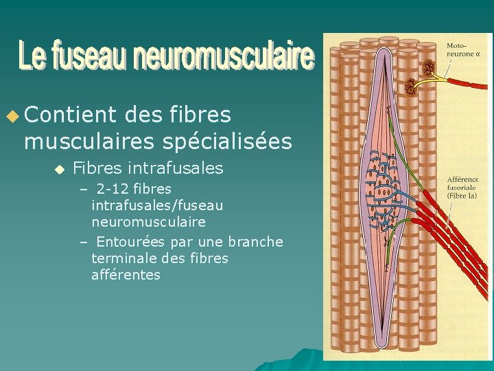 u Contient des fibres musculaires spécialisées u Fibres intrafusales – 2 -12 fibres intrafusales/fuseau