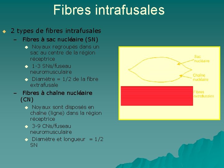 Fibres intrafusales u 2 types de fibres intrafusales – Fibres à sac nucléaire (SN)