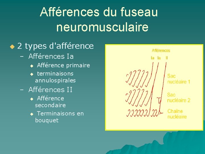 Afférences du fuseau neuromusculaire u 2 types d'afférence – Afférences Ia u Afférence primaire