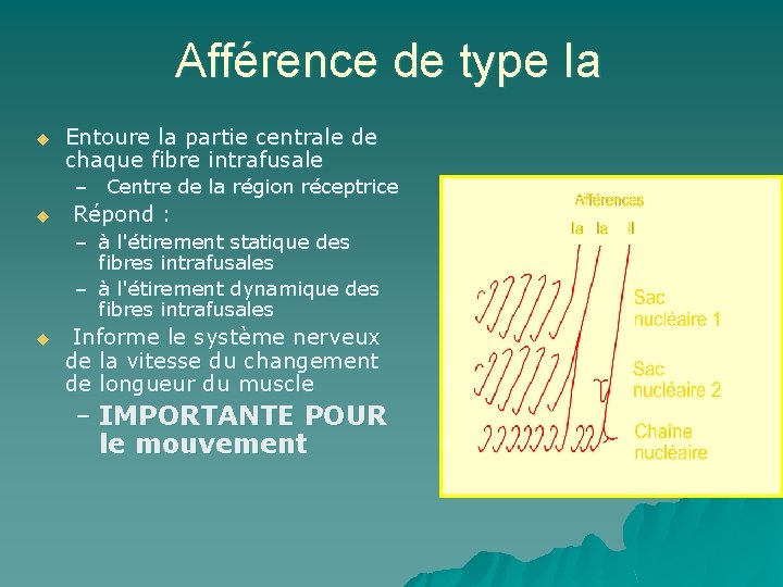 Afférence de type Ia u Entoure la partie centrale de chaque fibre intrafusale –