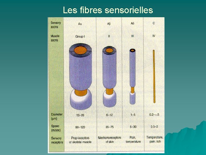 Les fibres sensorielles 