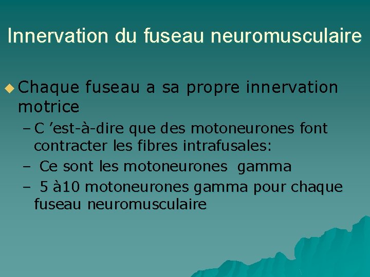Innervation du fuseau neuromusculaire u Chaque fuseau a sa propre innervation motrice – C