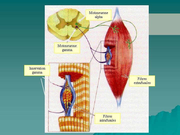 Motoneurone alpha Motoneurone gamma Innervation gamma Fibres extrafusales Fibres intrafusales 