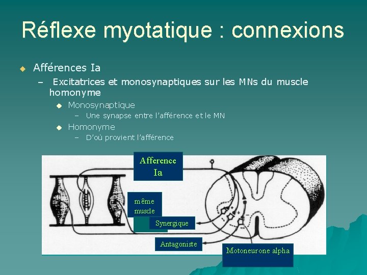Réflexe myotatique : connexions u Afférences Ia – Excitatrices et monosynaptiques sur les MNs