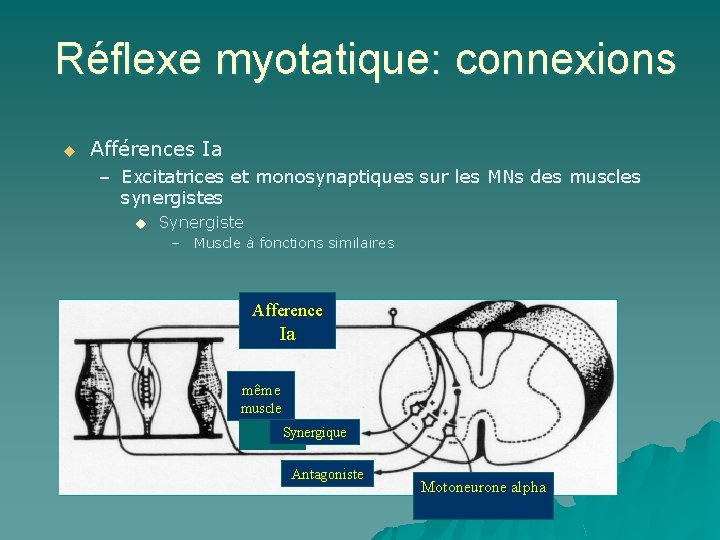 Réflexe myotatique: connexions u Afférences Ia – Excitatrices et monosynaptiques sur les MNs des