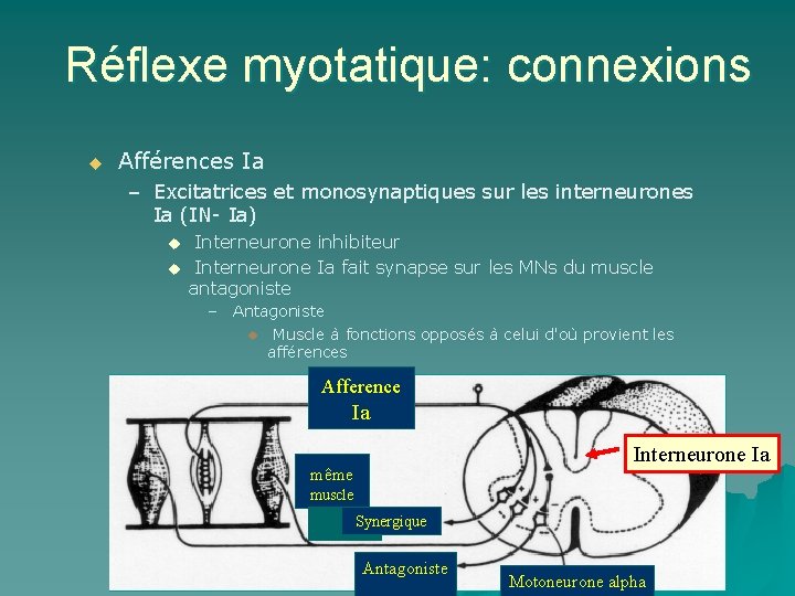 Réflexe myotatique: connexions u Afférences Ia – Excitatrices et monosynaptiques sur les interneurones Ia