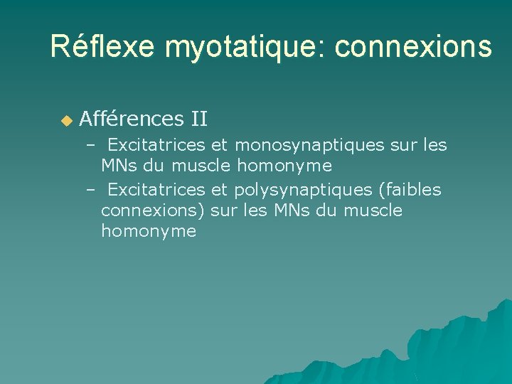 Réflexe myotatique: connexions u Afférences II – Excitatrices et monosynaptiques sur les MNs du