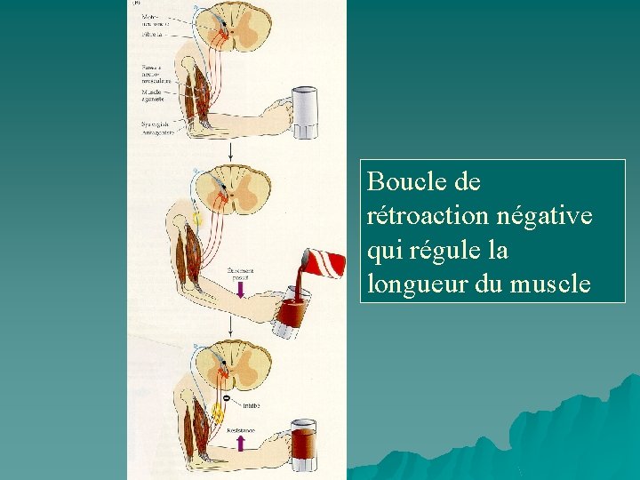 Boucle de rétroaction négative qui régule la longueur du muscle 