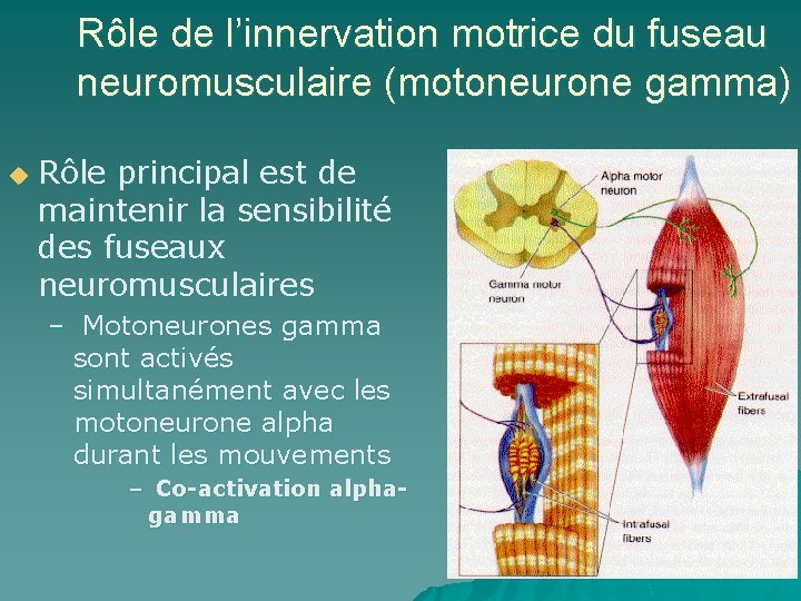 Rôle de l’innervation motrice du fuseau neuromusculaire (motoneurone gamma) u Rôle principal est de