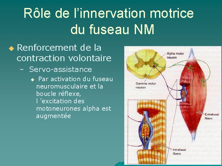 Rôle de l’innervation motrice du fuseau NM u Renforcement de la contraction volontaire –