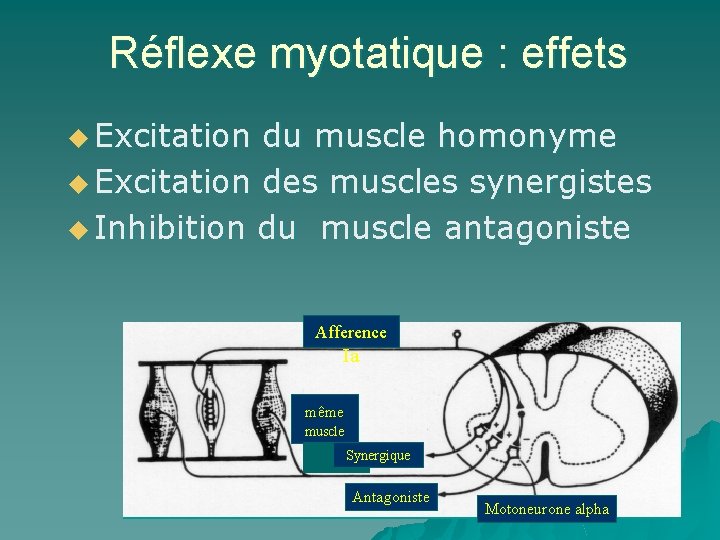 Réflexe myotatique : effets u Excitation du muscle homonyme u Excitation des muscles synergistes