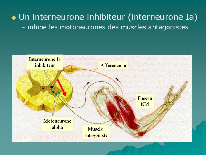 u Un interneurone inhibiteur (interneurone Ia) – inhibe les motoneurones des muscles antagonistes Interneurone