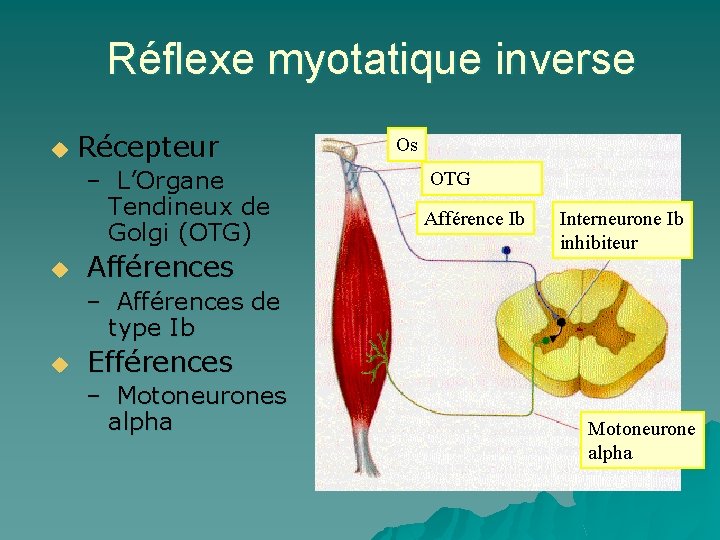 Réflexe myotatique inverse u Récepteur – L’Organe Tendineux de Golgi (OTG) u Afférences Os