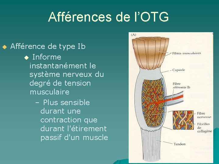 Afférences de l’OTG u Afférence de type Ib u Informe instantanément le système nerveux