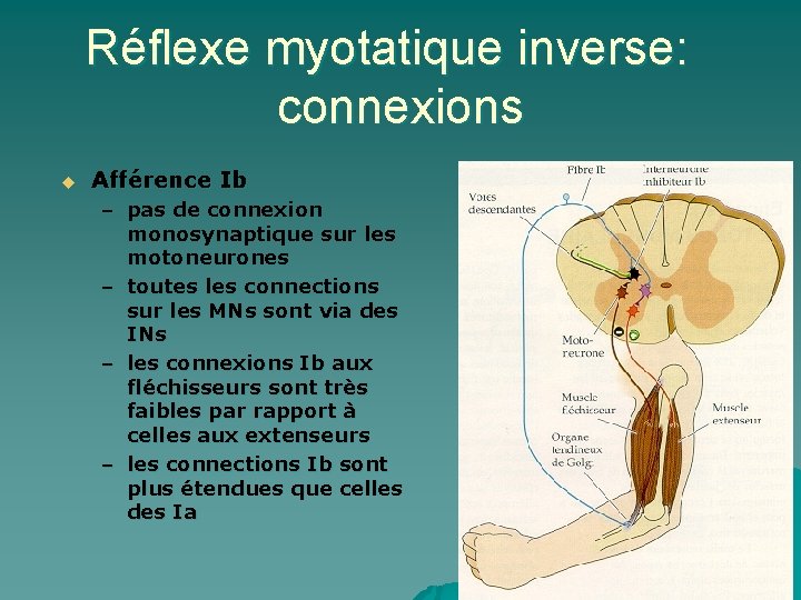 Réflexe myotatique inverse: connexions u Afférence Ib – pas de connexion monosynaptique sur les