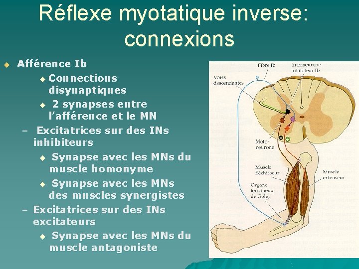 Réflexe myotatique inverse: connexions u Afférence Ib u Connections disynaptiques u 2 synapses entre