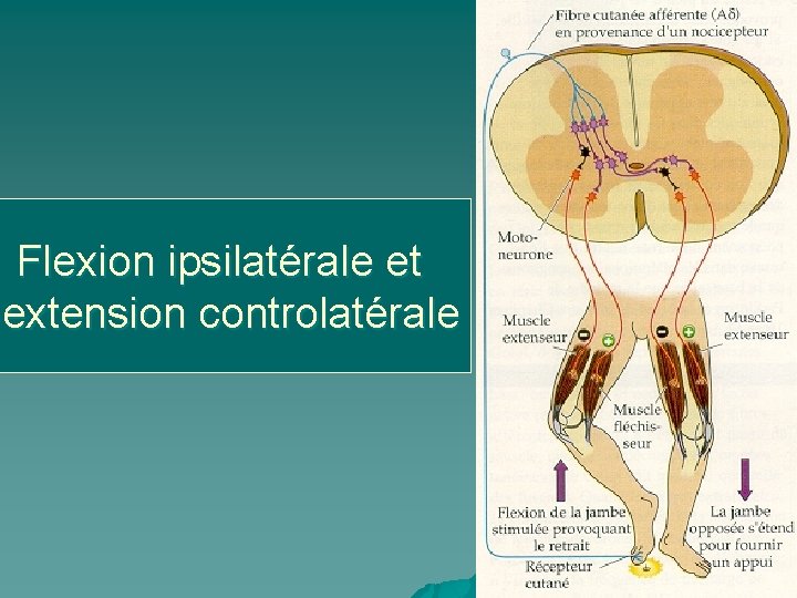 Flexion ipsilatérale et extension controlatérale 