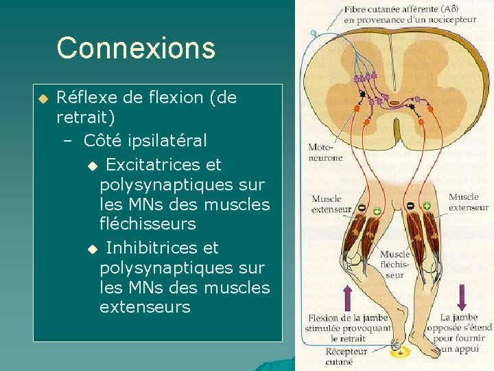 Connexions u Réflexe de flexion (de retrait) – Côté ipsilatéral u Excitatrices et polysynaptiques