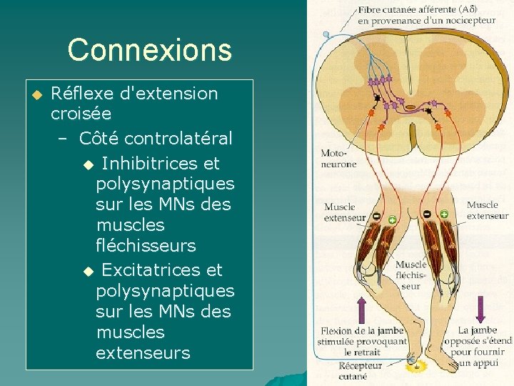 Connexions u Réflexe d'extension croisée – Côté controlatéral u Inhibitrices et polysynaptiques sur les