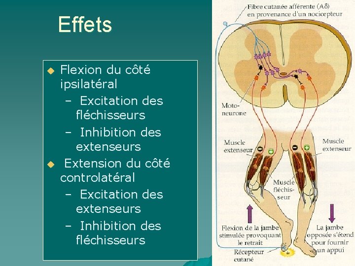 Effets u u Flexion du côté ipsilatéral – Excitation des fléchisseurs – Inhibition des