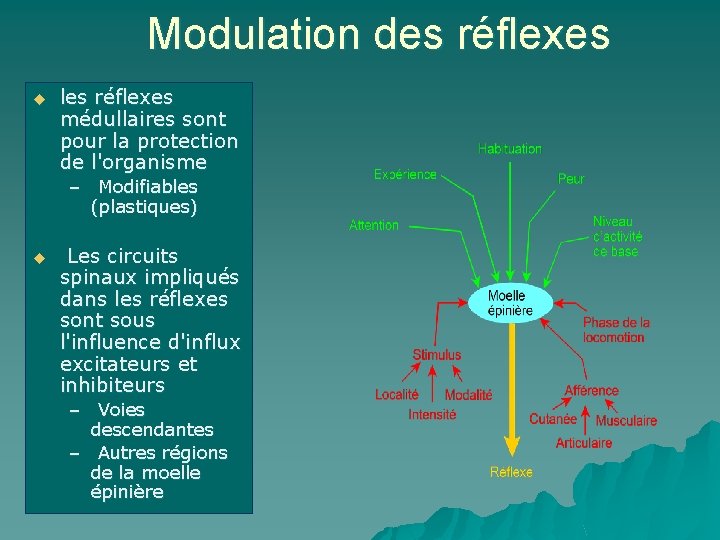 Modulation des réflexes u les réflexes médullaires sont pour la protection de l'organisme –