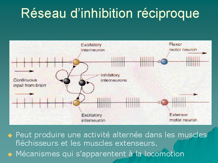 Réseau d’inhibition réciproque u u Peut produire une activité alternée dans les muscles fléchisseurs