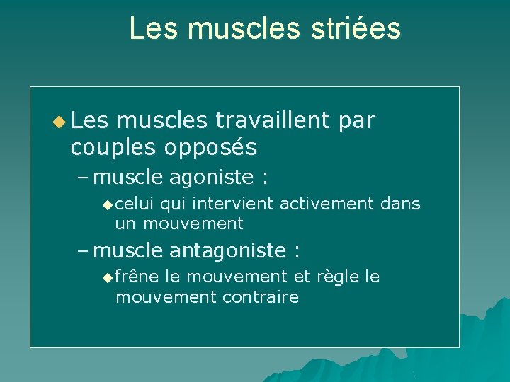 Les muscles striées u Les muscles travaillent par couples opposés – muscle agoniste :