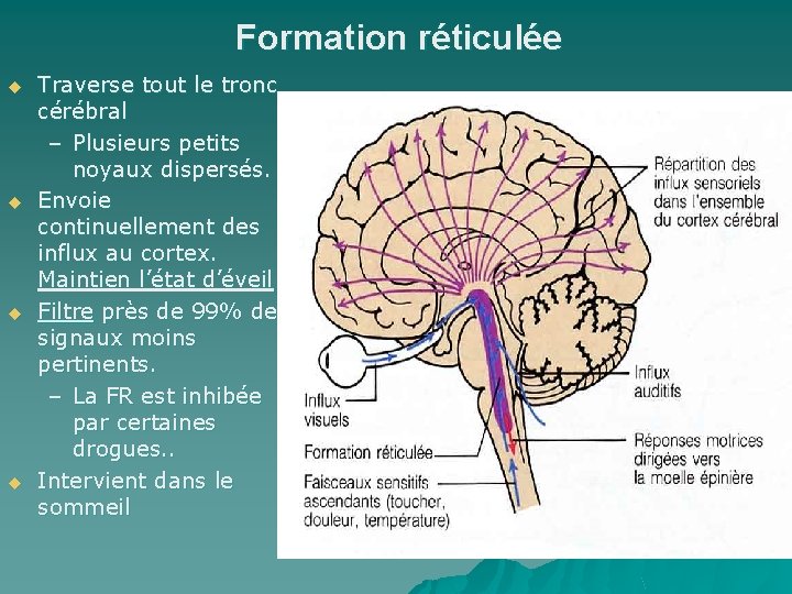 Formation réticulée u u Traverse tout le tronc cérébral – Plusieurs petits noyaux dispersés.