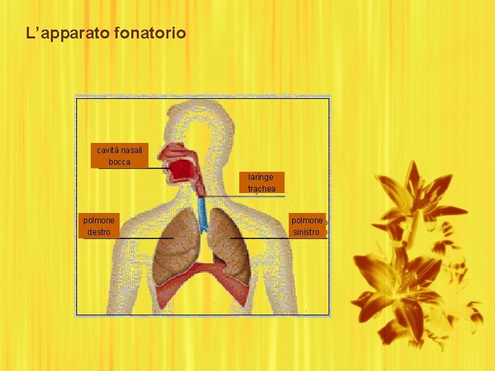 L’apparato fonatorio cavità nasali bocca laringe trachea polmone destro polmone sinistro 