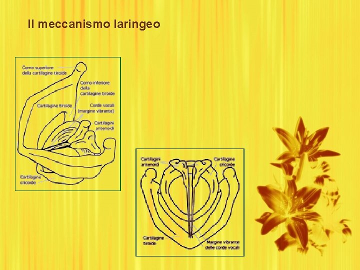 Il meccanismo laringeo 