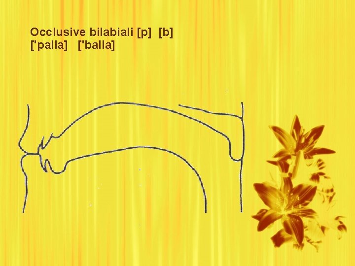 Occlusive bilabiali [p] [b] ['palla] ['balla] 