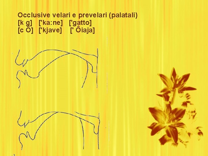 Occlusive velari e prevelari (palatali) [k g] ['ka: ne] ['gatto] [c Ô] ['kjave] ['