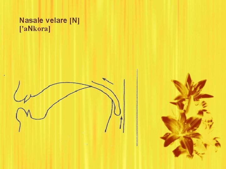 Nasale velare [N] ['a. Nkora] 